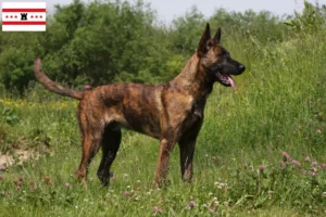 Read more about the article Hollandse Herdershond breeders and puppies in Drenthe