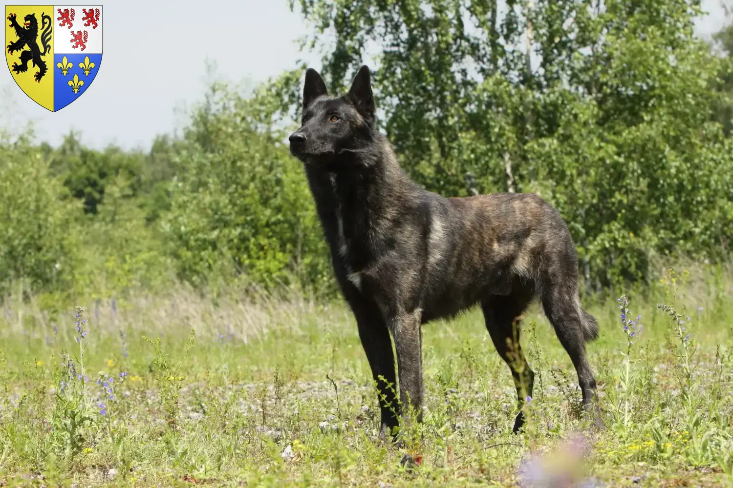 Read more about the article Hollandse Herdershond breeders and puppies in Hauts-de-France