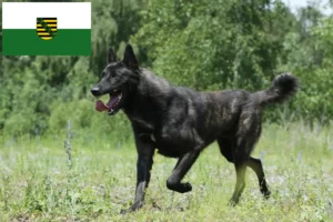 Read more about the article Hollandse Herdershond breeders and puppies in Saxony