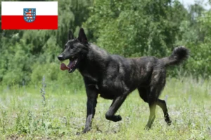 Read more about the article Hollandse Herdershond breeders and puppies in Thuringia