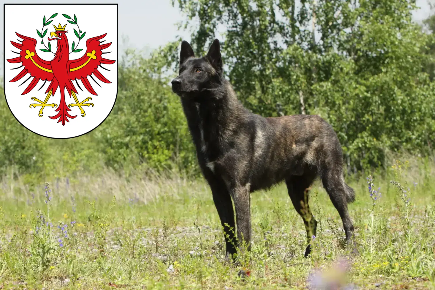 Read more about the article Hollandse Herdershond breeders and puppies in Tirol