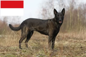 Read more about the article Hollandse Herdershond breeders and puppies in Vienna