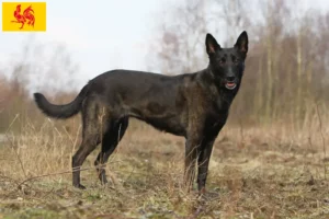 Read more about the article Hollandse Herdershond breeders and puppies in Walloon Region