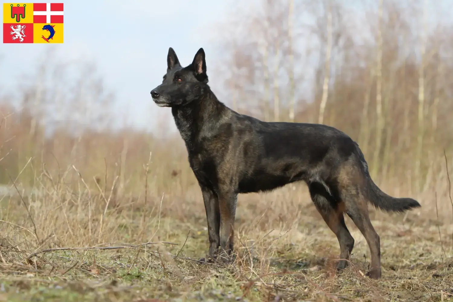 Read more about the article Hollandse Herdershond breeders and puppies in Auvergne-Rhône-Alpes