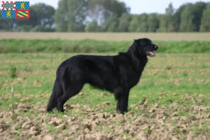 Read more about the article Hovawart breeders and puppies in Bourgogne-Franche-Comté