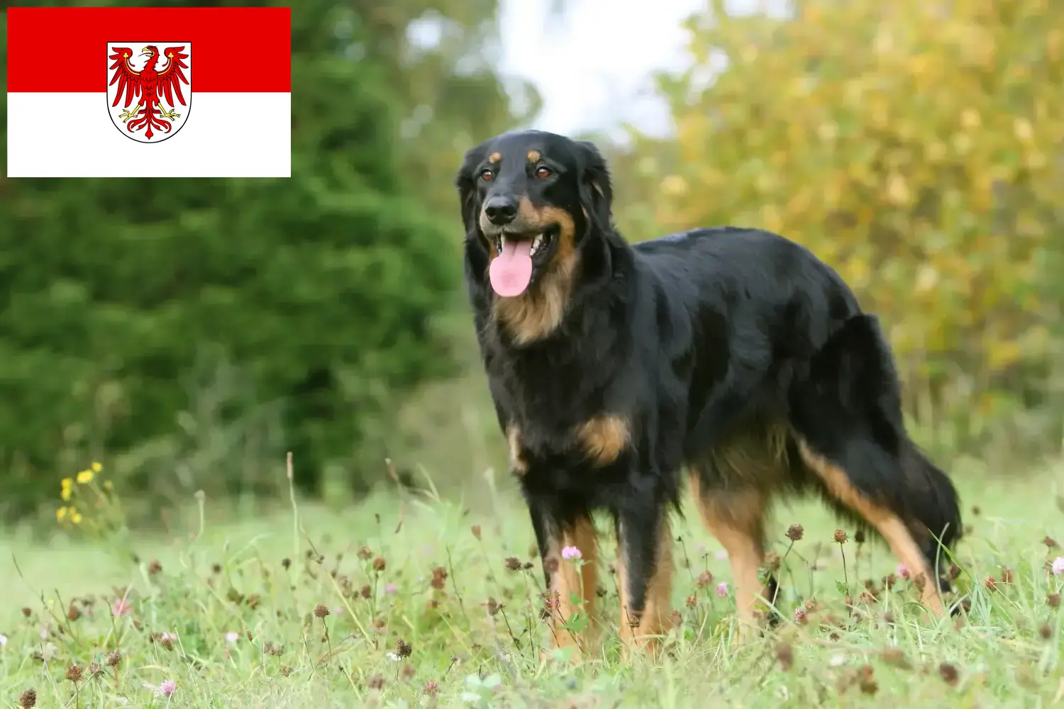 Read more about the article Hovawart breeders and puppies in Brandenburg