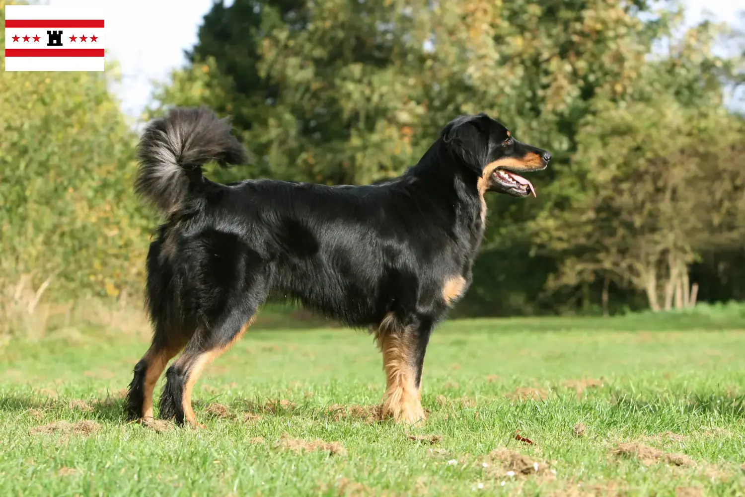 Read more about the article Hovawart breeders and puppies in Drenthe