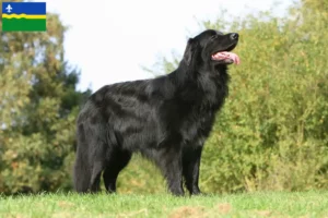 Read more about the article Hovawart breeders and puppies in Flevoland