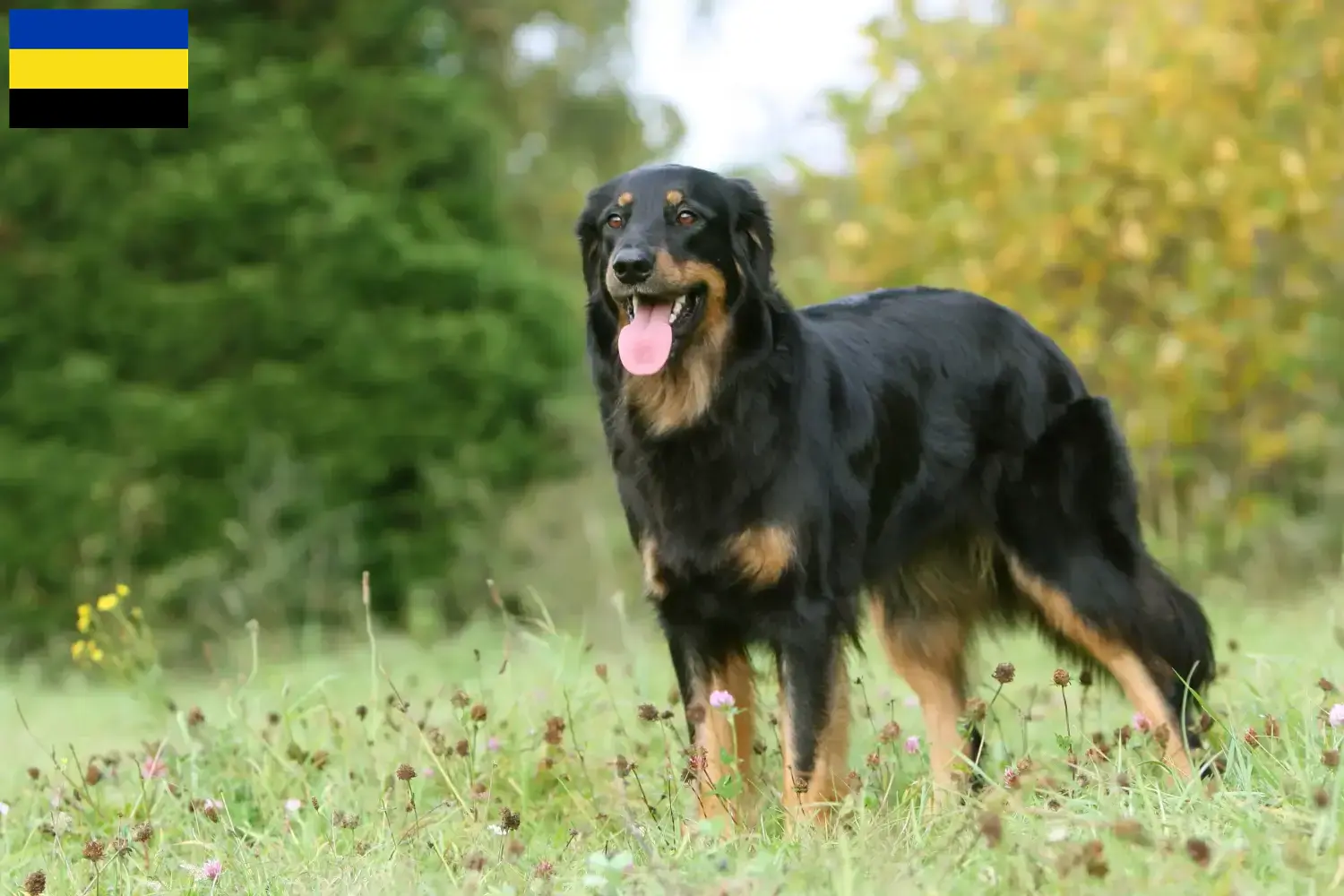 Read more about the article Hovawart breeders and puppies in Gelderland