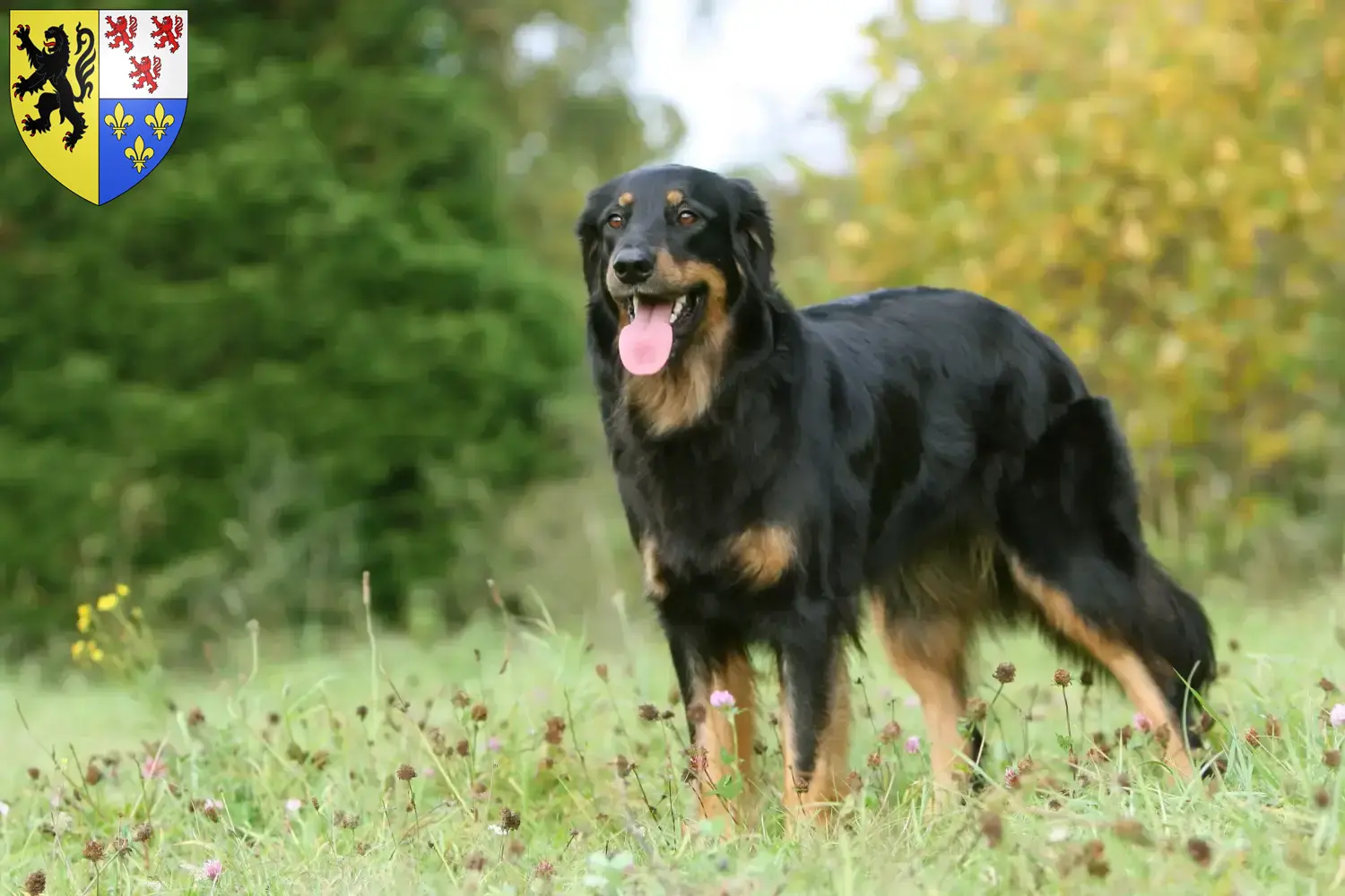 Read more about the article Hovawart breeders and puppies in Hauts-de-France