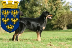 Read more about the article Hovawart breeders and puppies in Lower Austria