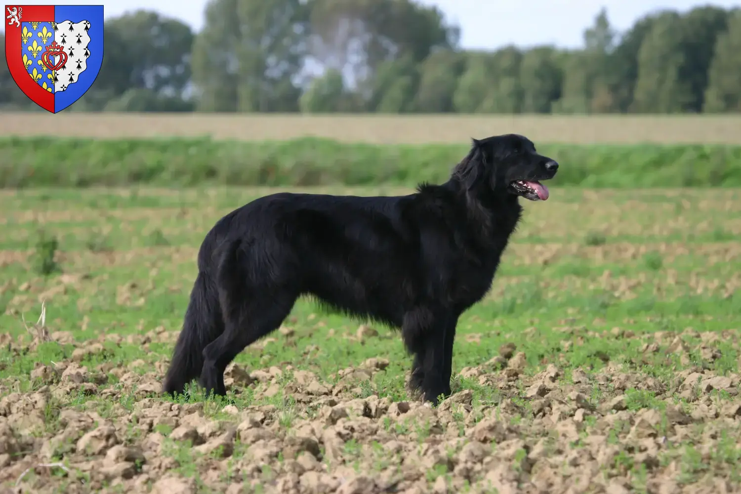 Read more about the article Hovawart breeders and puppies in Pays de la Loire