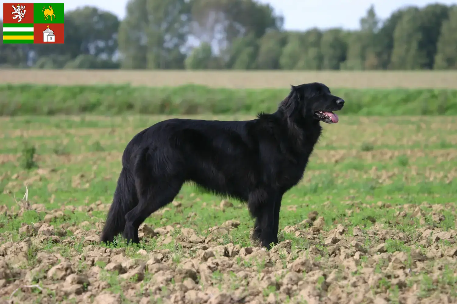 Read more about the article Hovawart breeders and puppies in Pilsen