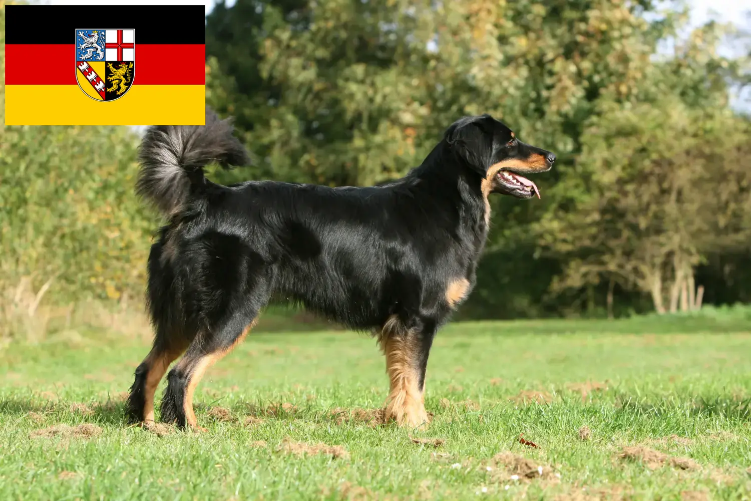 Read more about the article Hovawart breeders and puppies in Saarland