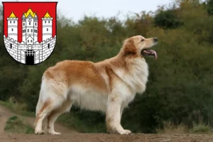 Read more about the article Hovawart breeders and puppies in Salzburg