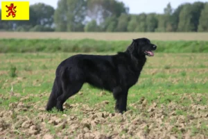 Read more about the article Hovawart breeders and puppies in South Holland