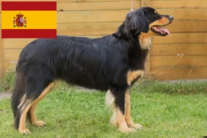 Read more about the article Hovawart breeders and puppies in Spain