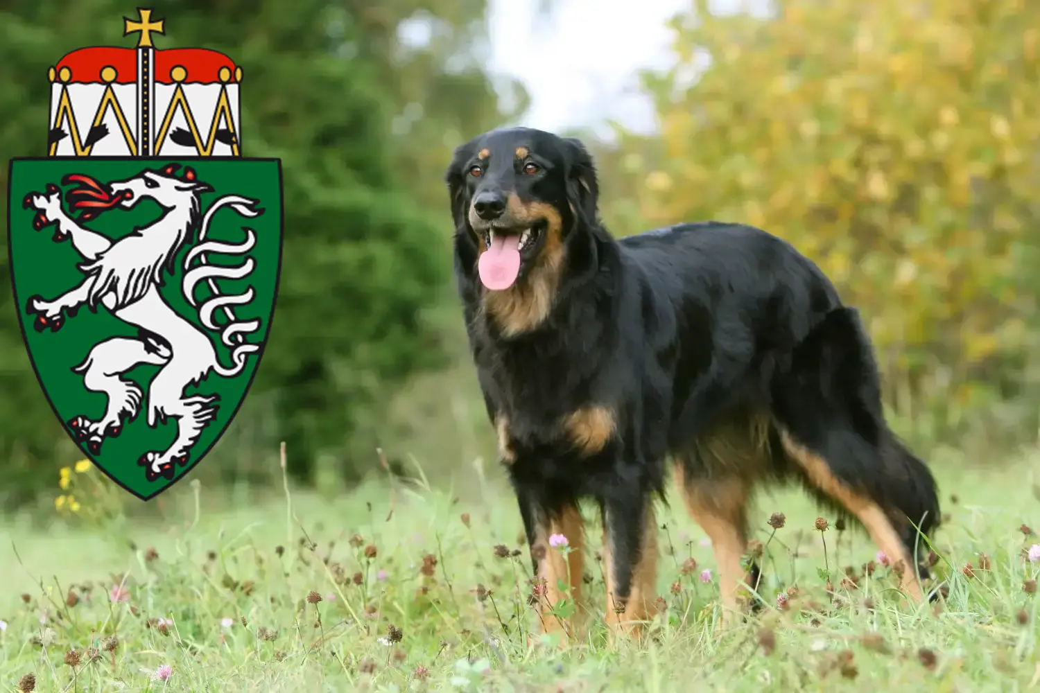 Read more about the article Hovawart breeders and puppies in Styria