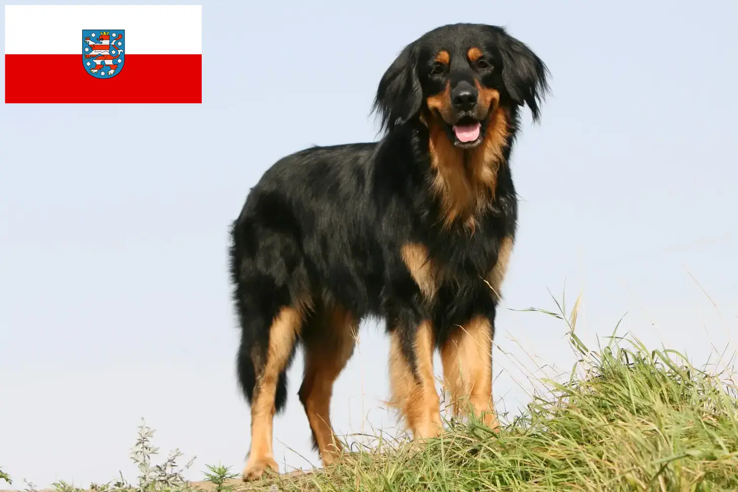 Read more about the article Hovawart breeders and puppies in Thuringia