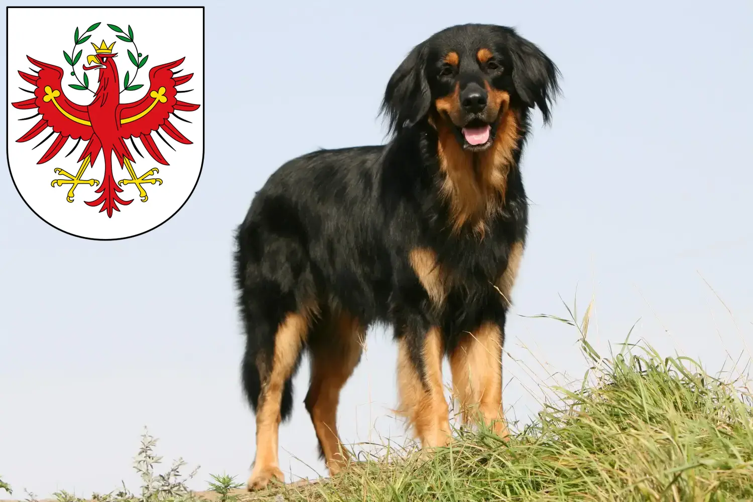 Read more about the article Hovawart breeders and puppies in Tyrol