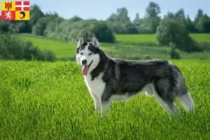 Read more about the article Husky breeders and puppies in Auvergne-Rhône-Alpes