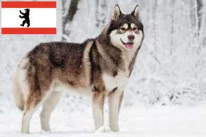 Read more about the article Husky breeders and puppies in Berlin