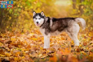 Read more about the article Husky breeders and puppies in Bourgogne-Franche-Comté