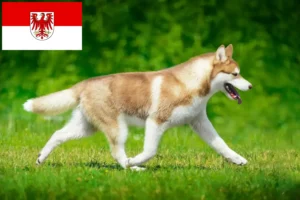 Read more about the article Husky breeders and puppies in Brandenburg