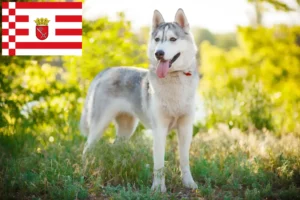 Read more about the article Husky breeders and puppies in Bremen