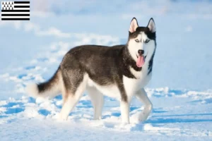 Read more about the article Husky breeders and puppies in Brittany