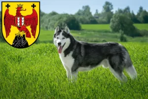 Read more about the article Husky breeders and puppies in Burgenland