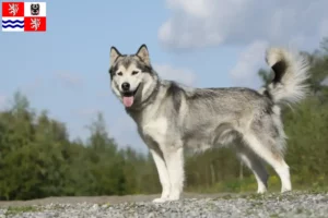 Read more about the article Husky breeders and puppies in Central Bohemia