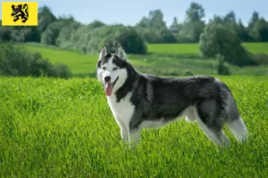 Read more about the article Husky breeders and puppies in Flanders