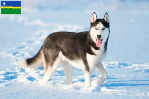 Read more about the article Husky breeders and puppies in Flevoland