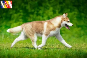 Read more about the article Husky breeders and puppies in Grand Est