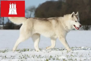 Read more about the article Husky breeders and puppies in Hamburg