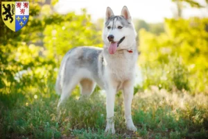 Read more about the article Husky breeders and puppies in Hauts-de-France