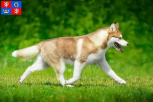 Read more about the article Husky breeders and puppies in Hradec Králové