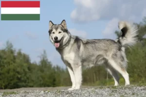 Read more about the article Husky breeders and puppies in Hungary