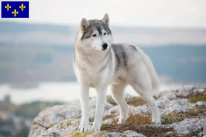 Read more about the article Husky breeders and puppies in Île-de-France