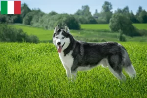 Read more about the article Husky breeders and puppies in Italy