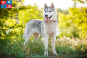 Read more about the article Husky breeders and puppies in Karlsbad