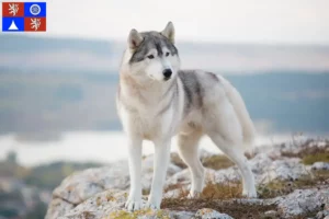 Read more about the article Husky breeders and puppies in Liberec