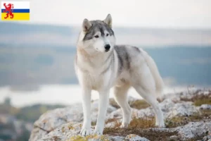 Read more about the article Husky breeders and puppies in Limburg