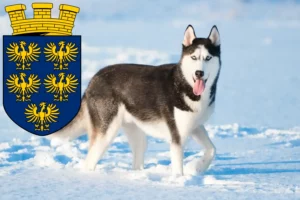 Read more about the article Husky breeders and puppies in Lower Austria