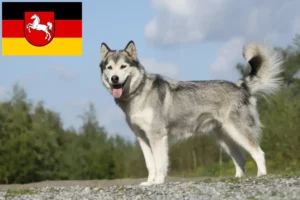 Read more about the article Husky breeders and puppies in Lower Saxony