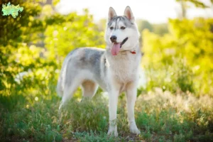 Read more about the article Husky breeders and puppies in Midtjylland