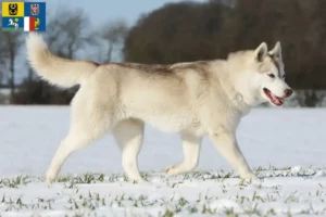 Read more about the article Husky breeders and puppies in Moravia-Silesia