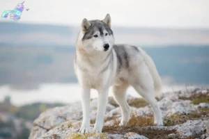 Read more about the article Husky breeders and puppies in Nordjylland