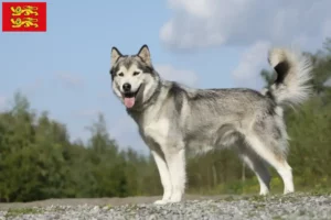 Read more about the article Husky breeders and puppies in Normandy